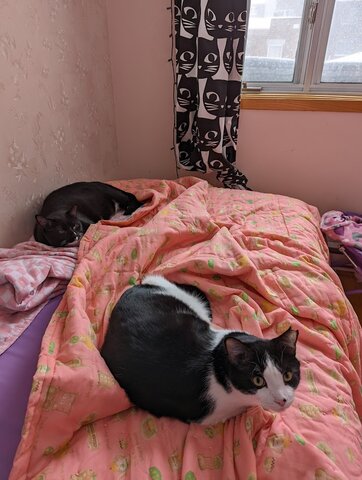 Adoption de mes chats