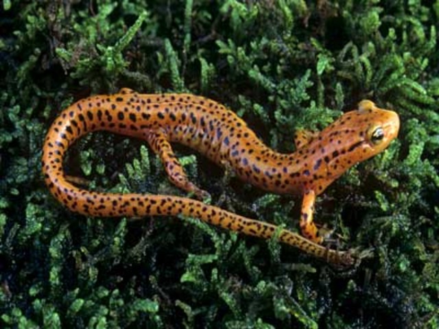 Salamander