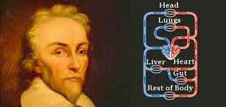 Blood Circulation : William Harvey
