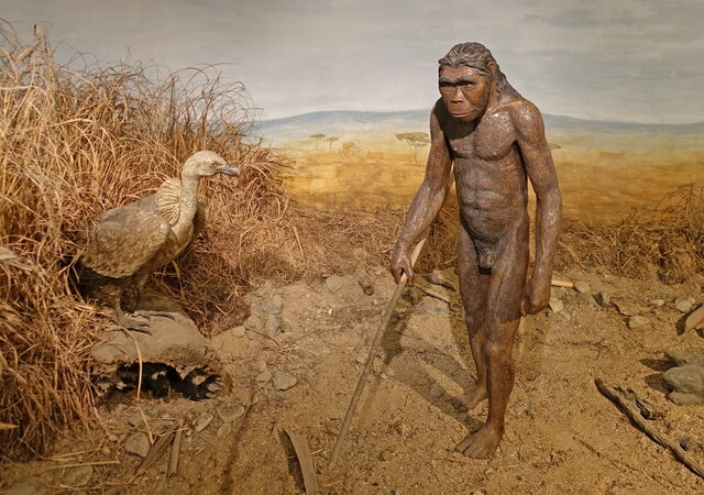 Homo Habilis
