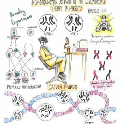 Timeline: Biología evolutiva y teoría cromosómica de la herencia