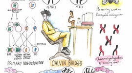 Timeline: Biología evolutiva y teoría cromosómica de la herencia