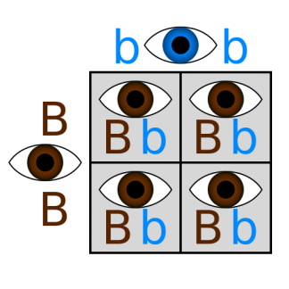 Punnett Squares