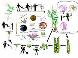 William Bateson y Wilhelm Johannsen.