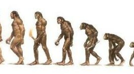 Timeline: L'evolució humana