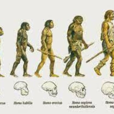 Timeline: L'arbre de l'evolució humana