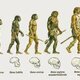 Evolució humana