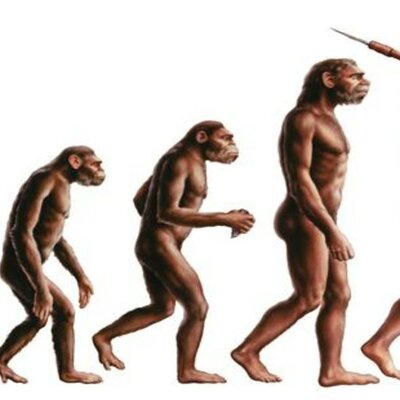 Timeline: L'EVOLUCIO HUMANA