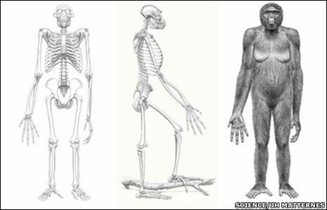 Ardipithecus