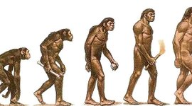 Timeline: L'arbre de l'evolució humana