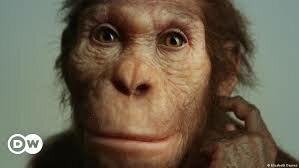 Australopithecus