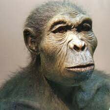 Homo habilis