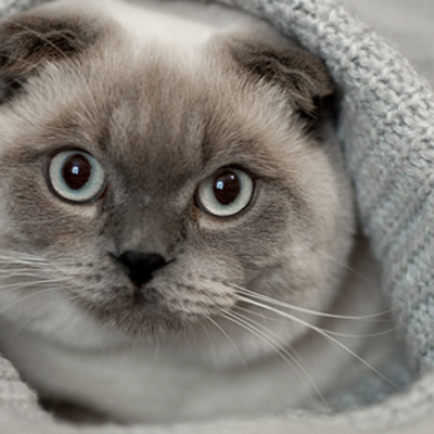 Timeline: eix irene i nayara 1rD