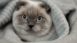 Timeline: eix irene i nayara 1rD