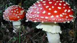 Timeline: Historic facts of Fungi Kingdom