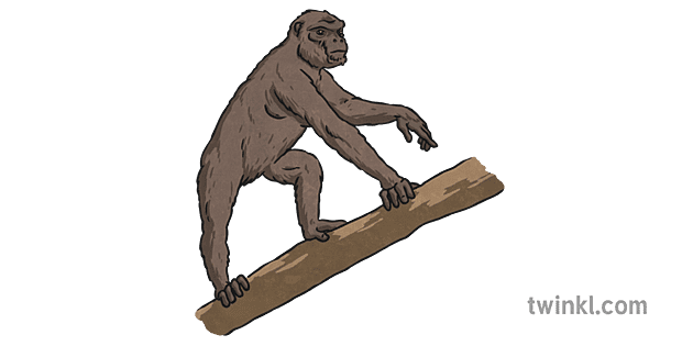 Ardipithecus Ranidus 4.4 millones de años