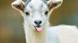 Timeline: Chapter 8 History Timeline