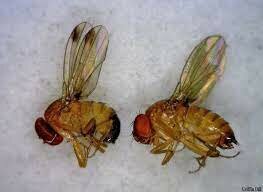 First animal in space by USA