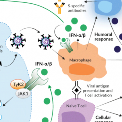 Timeline: Historia de la autoinmunidad. Primera Parte La inmunología ¿desde dónde y hacia dónde?