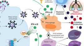 Timeline: Historia de la autoinmunidad. Primera Parte La inmunología ¿desde dónde y hacia dónde?