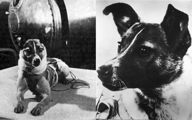 First animal launched into space (USSR)
