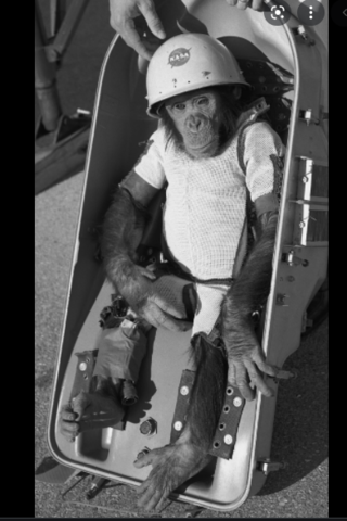 First animal in space by USA