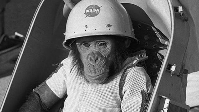 monkeys in space?
