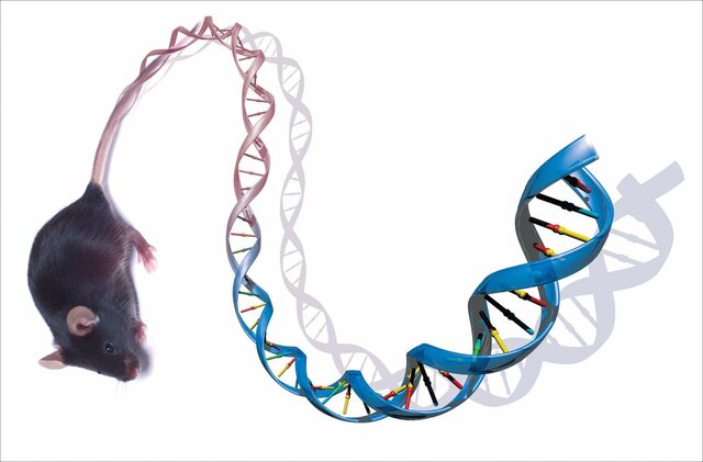 Secuenciación y análisis del genoma del ratón&nbsp;