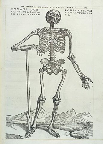 Anatomía.