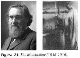 Metchnikov sería el primer discípulo de Pasteur en obtener el premio Nóbel, el cual le sería otorgado en compañía de Paul Ehrlich (1854-1916) "en reconocimiento por sus trabajos sobre la inmunidad".