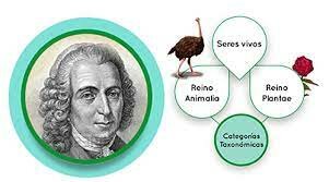 Carl von Linné o Carlos Linneo