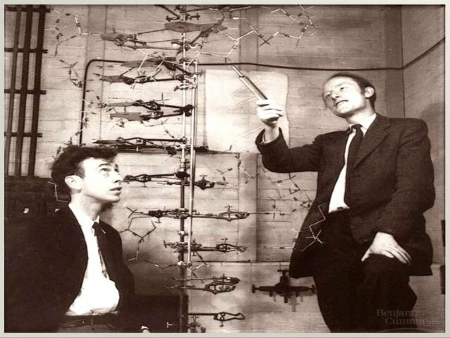 J. Watson / F. Crick - Estructura tridimensional y replicación del ADN