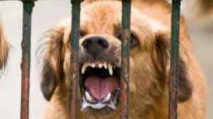 Pasteur llevó a cabo la vacunación contra el carbunco, la erisipela del cerdo y la rabia