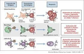 Descubrimientos tanto de la inmunología humoral y como de la celular confluyen por primera vez