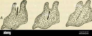 Clemens Freiherr von Pirquet, analizó la enfermedad del suero