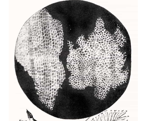 Primera laminilla de un corcho