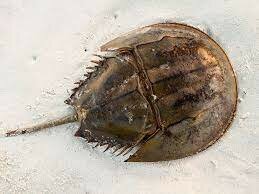 descubrimiento a partir del estudio de la fagocitosis