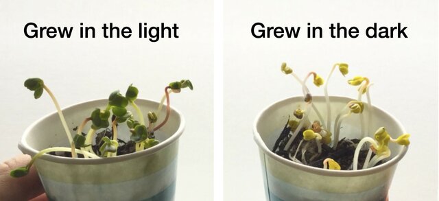 Needs for Plants to Grow