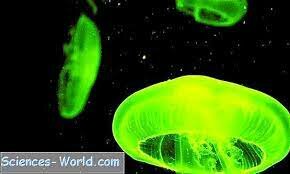 Proteína verde fluorescente de medusa
