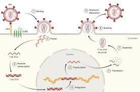 Actividad de transcriptas reversa en virus