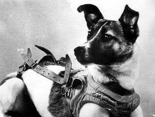 Laika; First Animal In Orbit (USSR)