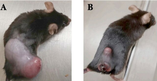 Ferrofluido de fácil preparación con alto poder de absorción de energía y baja citotoxicidad en aplicaciones biomedicas