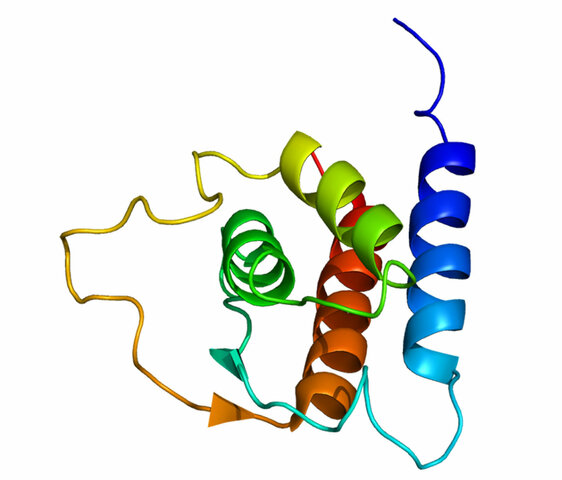 Aislamiento del “Factor Crecimiento Células T” (denominado más adelante: Interleucina-1 [IL-2])