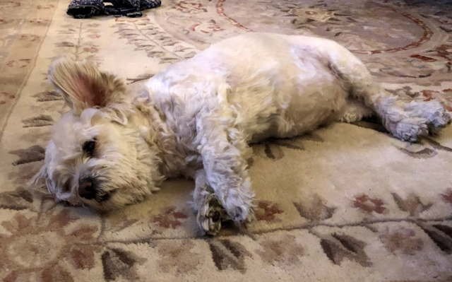 New Innovation: Reading Dog's emotions