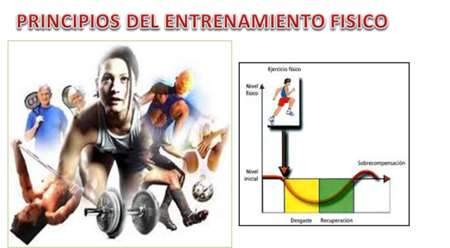 determinan los principios generales del entrenamiento.