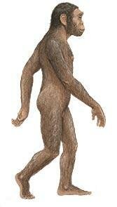 Aparició homo habilis