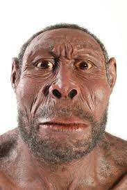 Aparicio homo habilis