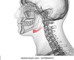 HYOID BONE