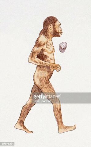 Aparició homo hàbilis