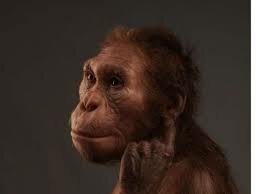 Australopithecus